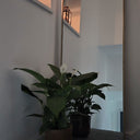 wr:full-length-gold-large-arched-metal-mirr-r140:1